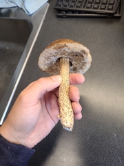 Leccinum scabrum