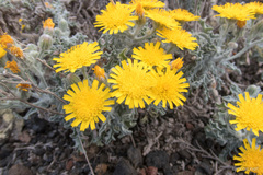 Andryala pinnatifida