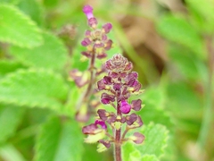 Ocimum