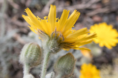 Andryala pinnatifida