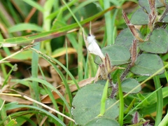 Andrographis serpyllifolia