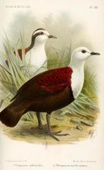 Polynesian Ground-Dove photo 4