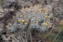 Andryala pinnatifida