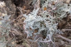 Andryala pinnatifida