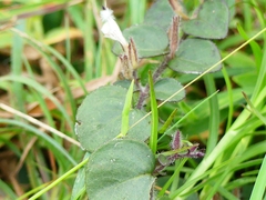 Andrographis serpyllifolia