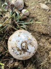 Lycoperdon utriforme