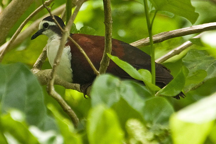 Caroline Islands Ground Dove illustration