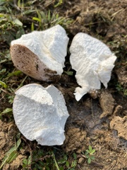 Lycoperdon utriforme