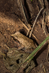 Arthroleptis stenodactylus