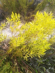 Leucadendron salignum