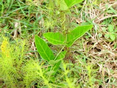 Asclepiadoideae