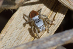 Habronattus decorus