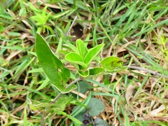 Asclepiadoideae