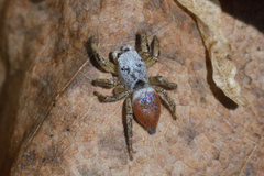 Habronattus decorus