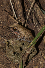 Arthroleptis stenodactylus
