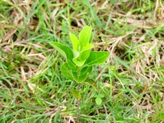 Asclepiadoideae