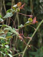 Burmeistera succulenta