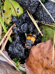 Nicrophorus vespilloides
