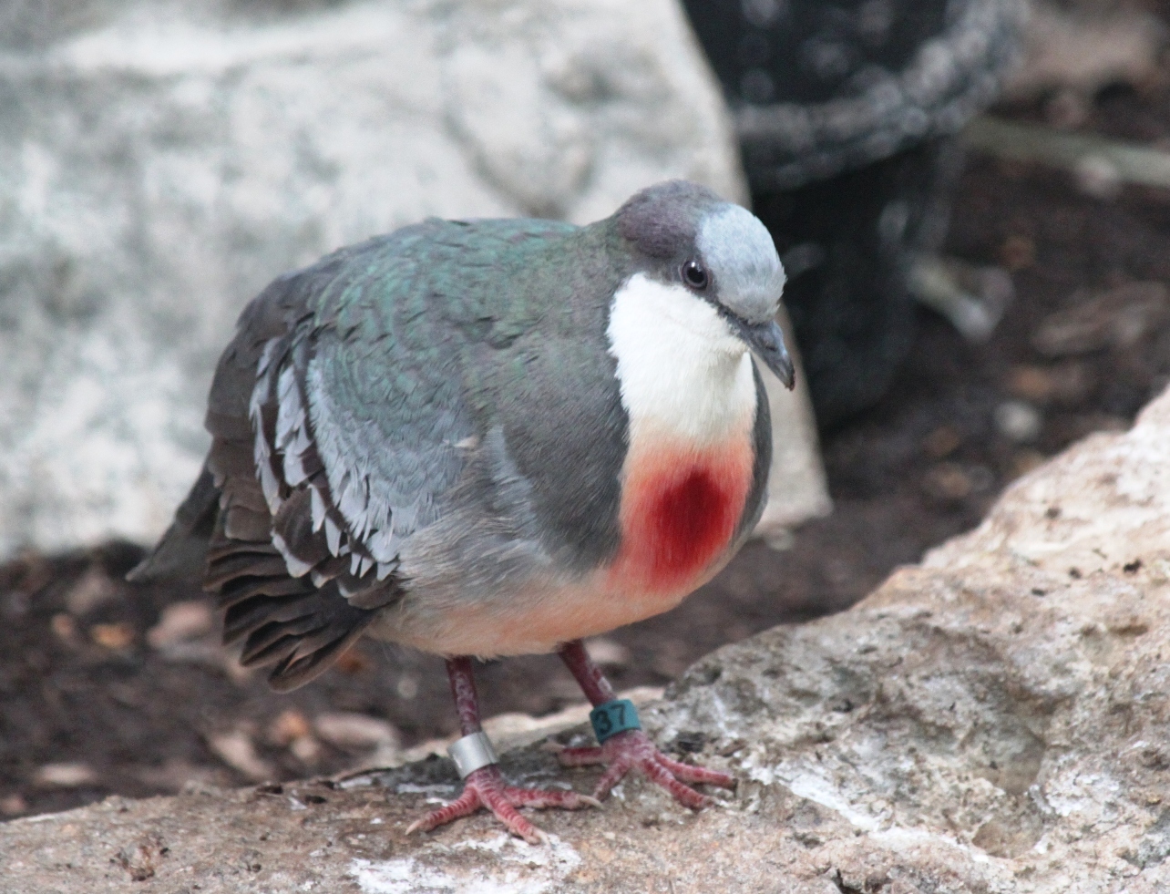 Pombo-apunhalado, Pombo-apunhalado Gallicolumba luzonica Vi…