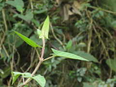 Munnozia senecionidis