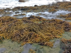 Fucus