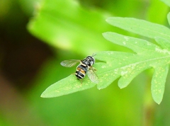 Paragus