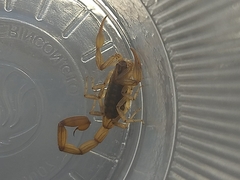 Centruroides limpidus