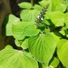 Lindenleaf Sage - Photo (c) Bodo Nuñez Oberg, some rights reserved (CC BY-NC), uploaded by Bodo Nuñez Oberg