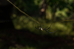 Trichonephila fenestrata