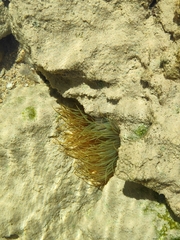 Actiniidae