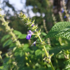 Salvia amarissima