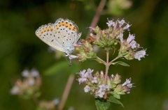 Plebejus argyrognomon