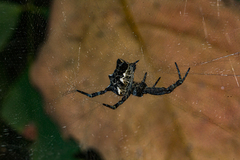 Cyrtophora citricola