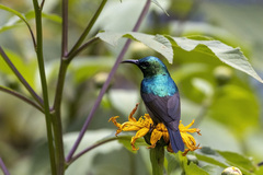 Cinnyris reichenowi reichenowi