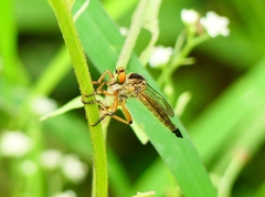 Clephydroneura