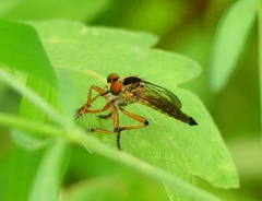Clephydroneura