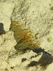 Actiniidae