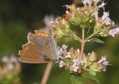 Plebejus argyrognomon