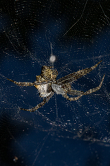 Cyrtophora citricola