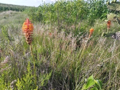 Dichromanthus cinnabarinus