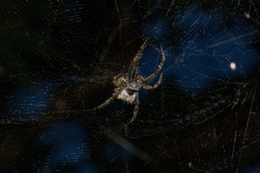 Cyrtophora citricola