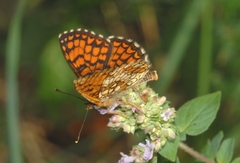 Melitaea celadussa