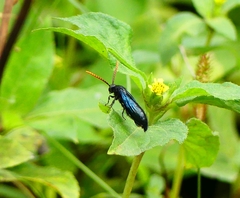 Scoliinae