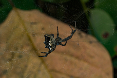 Cyrtophora citricola