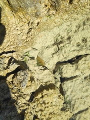 Actiniidae