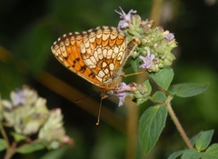 Melitaea celadussa