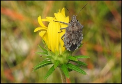 Brochymena