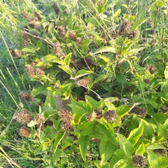 Lepechinia caulescens