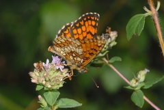 Melitaea celadussa