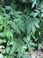Elatostema lineolatum